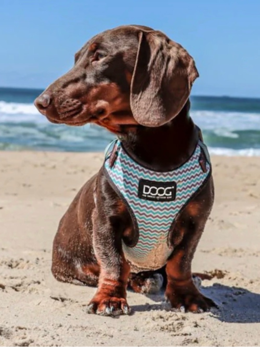 NWT-DOOG Neoflex Soft Harness- Benji- Teal/Brown Chevron Sz Large - Picture 7 of 9
